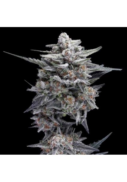 HG23 - Michael Jordan fem....