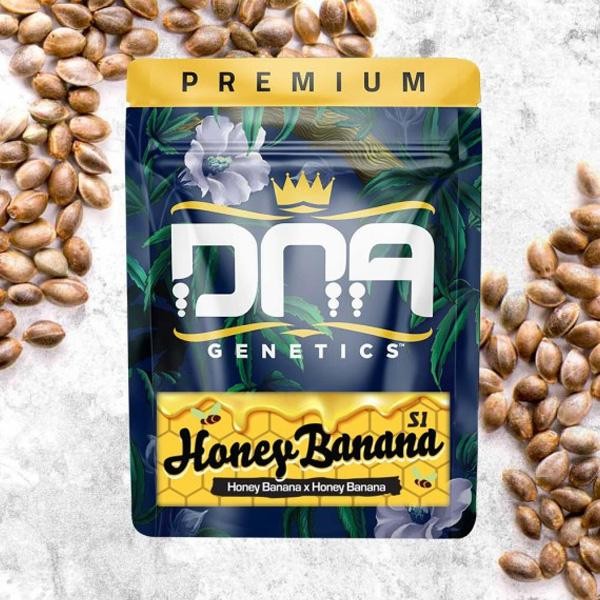 Honey Banana fem. DNA Genetics