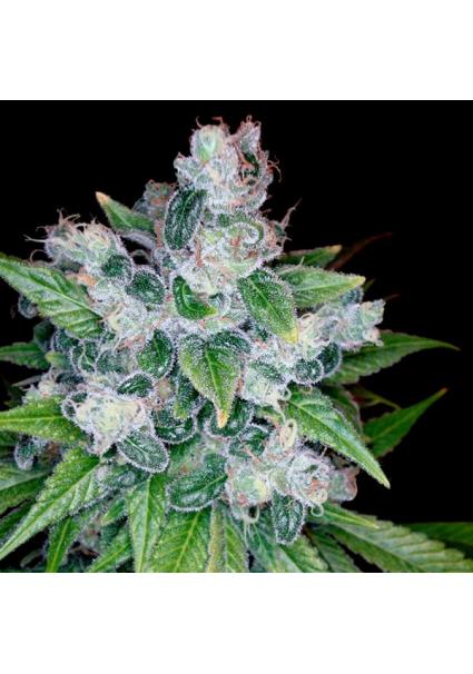 Kandy Kush fem. DNA Genetics