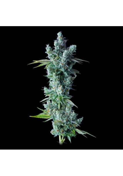 Kosher Dawg fem. DNA Genetics