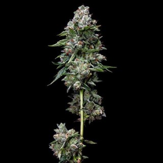 Kosher Kush fem. DNA Genetics