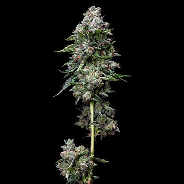 Kosher Kush fem. DNA Genetics