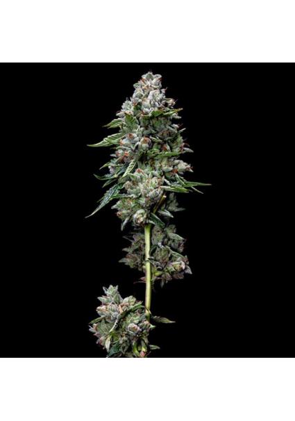 Kosher Kush fem. DNA Genetics