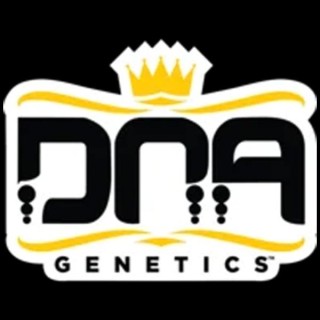Kosher Prophets fem. DNA Genetics