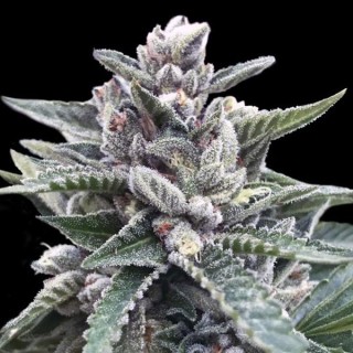 Kosher Sorbet fem. DNA Genetics