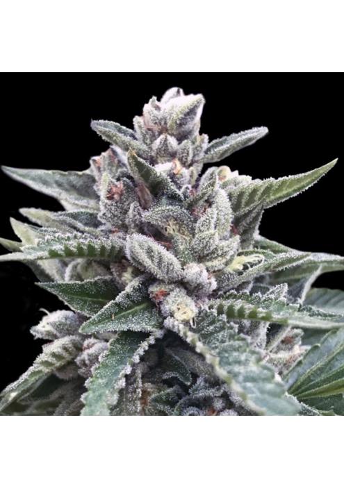 Kosher Sorbet fem. DNA Genetics
