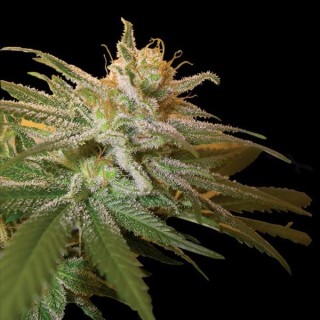 Kushberry fem. DNA Genetics