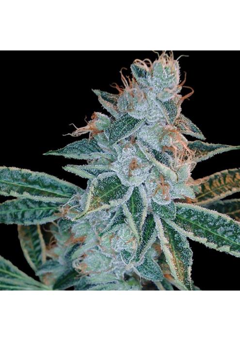 Lemon OG Kush fem. DNA Genetics