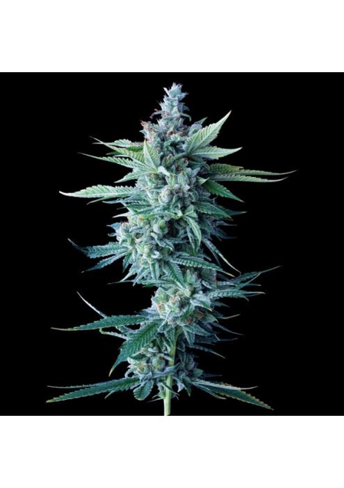 Miss DNA fem. DNA Genetics