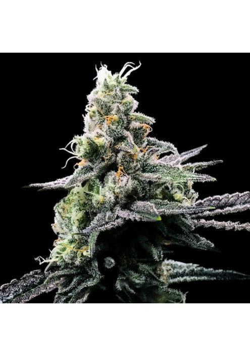 Purple Kosher fem. DNA Genetics