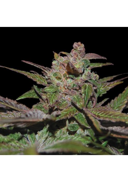 Purple Wreck fem. DNA Genetics