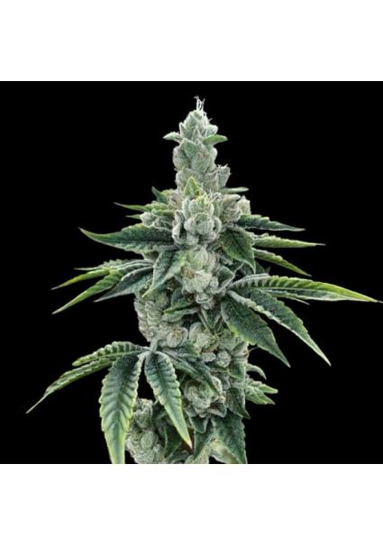 ReCon 2.0 fem. DNA Genetics