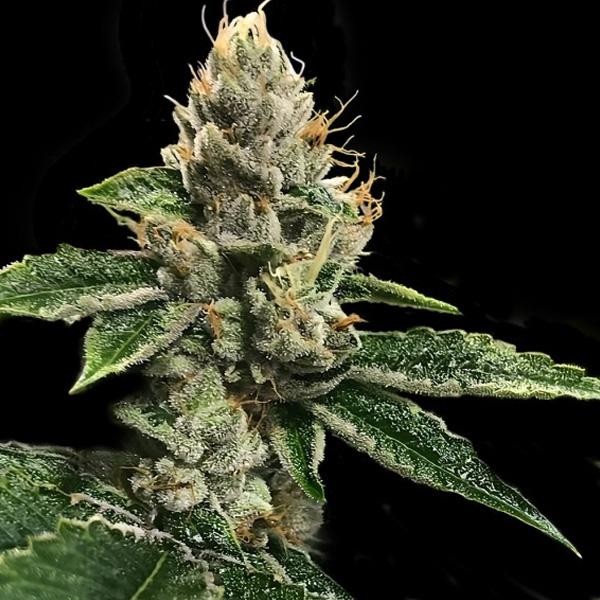 RP´43 fem. DNA Genetics