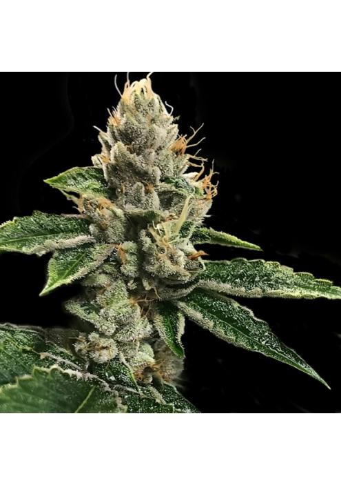 RP´43 fem. DNA Genetics