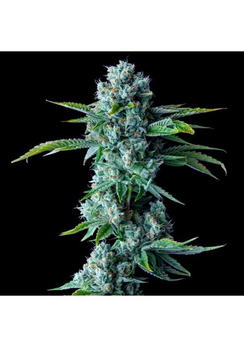 Skywalker Kush fem. DNA Genetics