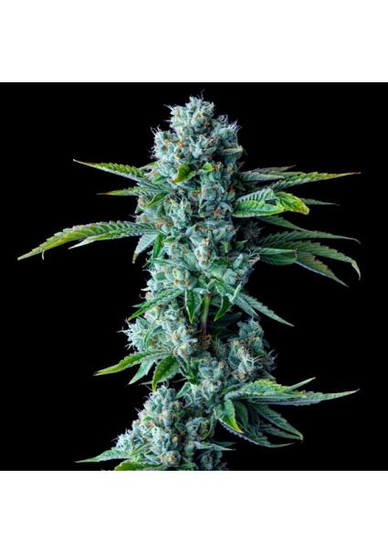 Skywalker Kush fem. DNA...