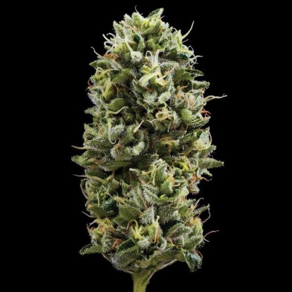 Snack Pack fem. DNA Genetics