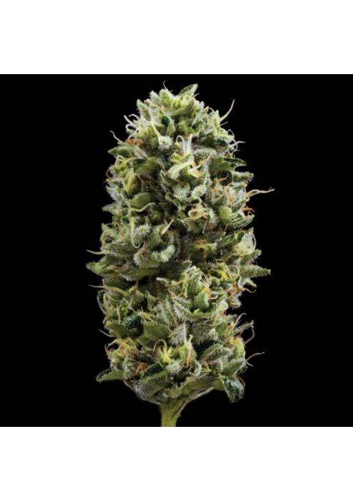 Snack Pack fem. DNA Genetics