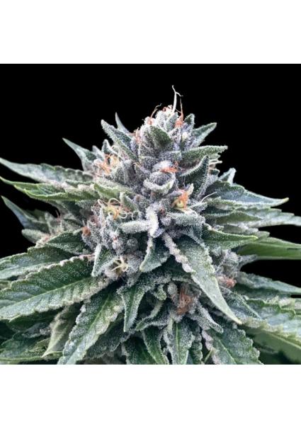 Sorbet N4 fem. DNA Genetics