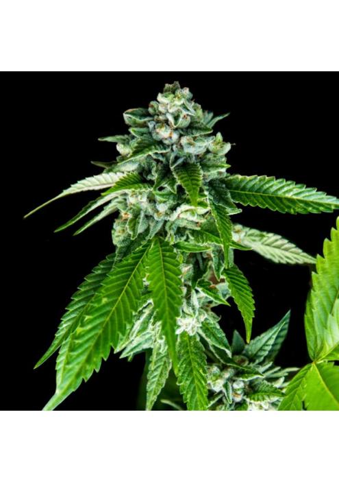 Sorbet Dreams fem. DNA Genetics