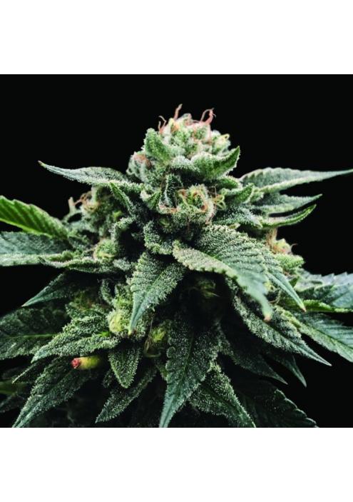 Sorbet Stash fem. DNA Genetics