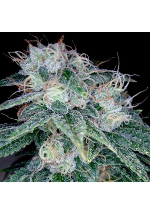 Sour Diesel fem. DNA Genetics