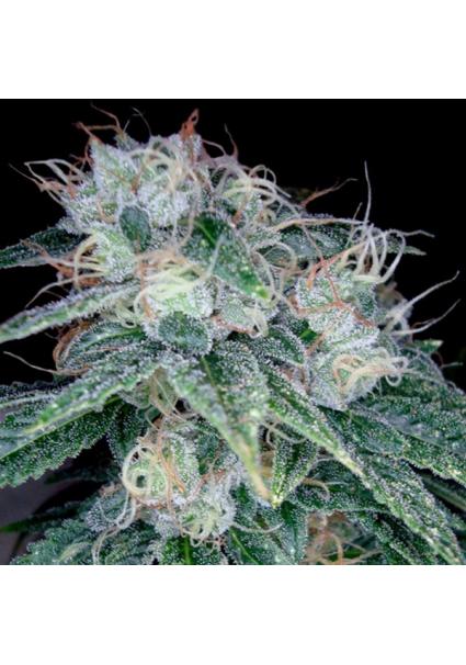 Sour Diesel fem. DNA Genetics
