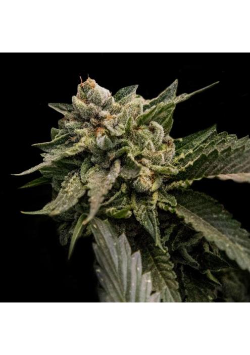 Strawberry Sorbet fem. DNA Genetics