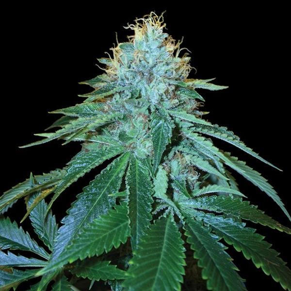 The OG N18 fem. DNA Genetics