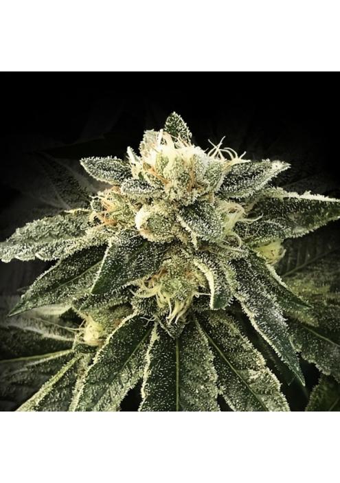 White Chocolope fem. DNA Genetics