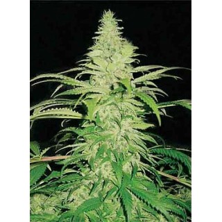NORTHERN LIGHTS