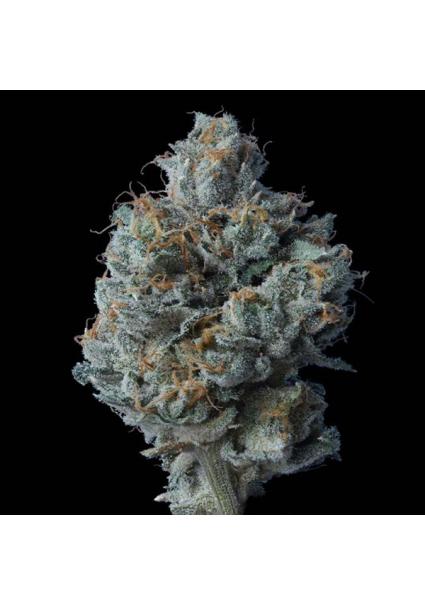 Zallah Bread fem. DNA Genetics