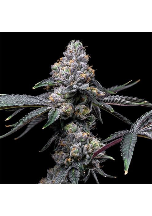 Sunset Sherb X Hollywood 6 u. fem Cookies Seed Bank