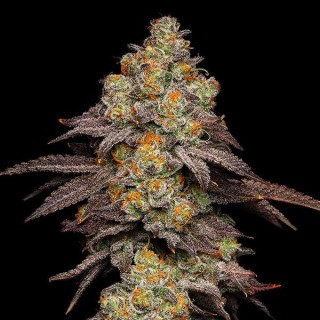 Big Z fem. Cookies Seed Bank