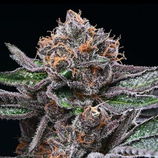 Candy Candy fem. Cookies Seed Bank