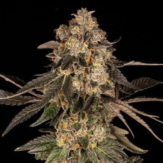 Cherry Fritter fem. Cookies Seed Bank