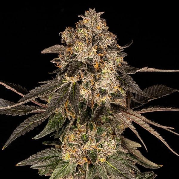 Cherry Fritter fem. Cookies Seed Bank