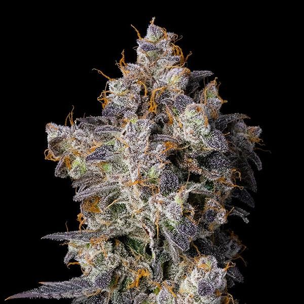 Cherry Zelato fem. Cookies Seed Bank