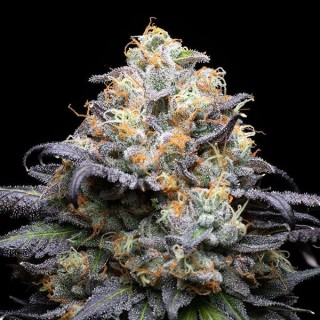 Double Sherb fem. Cookies Seed Bank