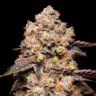 Dried Fruit fem. Cookies Seed Bank