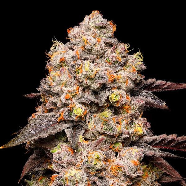 Dried Fruit fem. Cookies Seed Bank