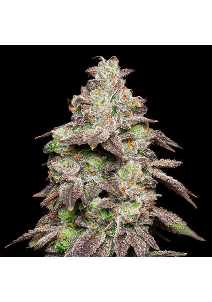 Fried Banana fem. Cookies...