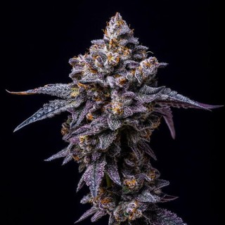 Hollywood fem. Cookies Seed Bank