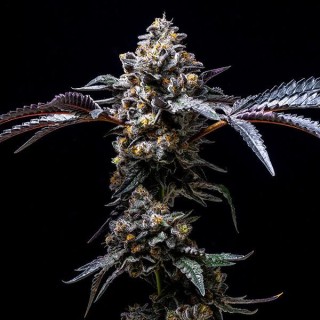 Lemon Cherry Pop fem. Cookies Seed Bank