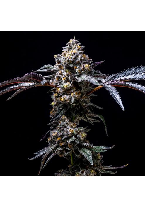 Lemon Cherry Pop fem. Cookies Seed Bank