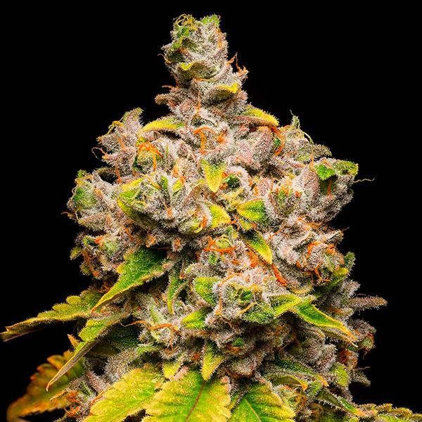 Lemon Cherry Sherb fem. Cookies Seed Bank