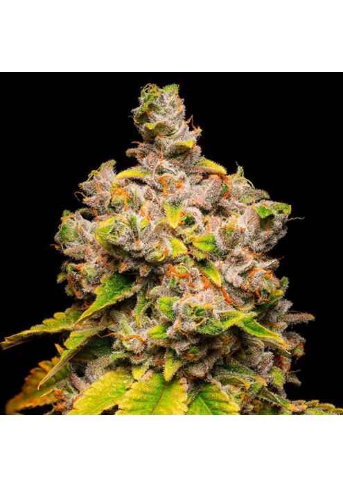 Lemon Cherry Sherb fem. Cookies Seed Bank