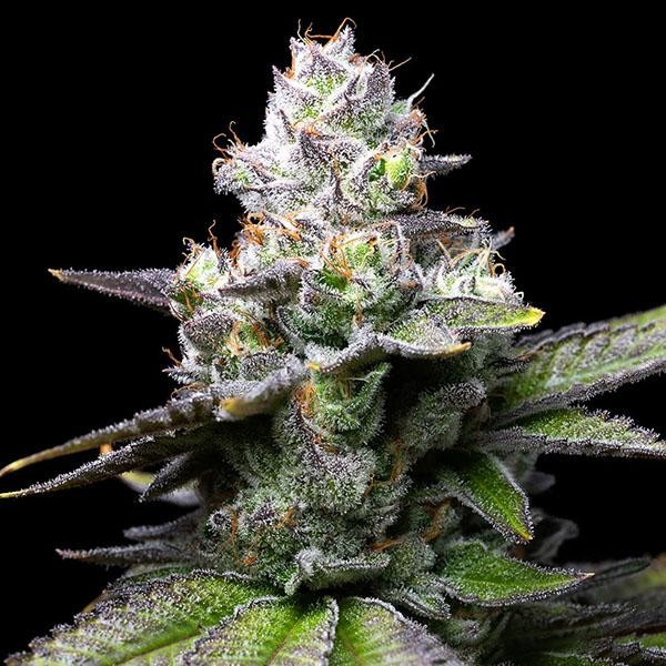 Melted Scoopz fem. Cookies Seed Bank