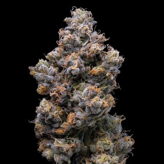 Miami Yayo fem. Cookies Seed Bank