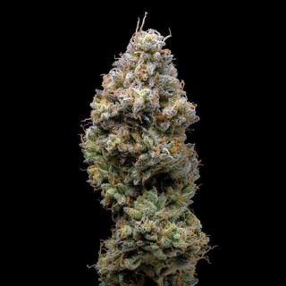 Miklo fem. Cookies Seed Bank